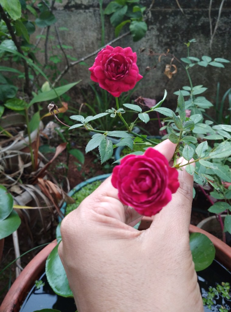rose plant
