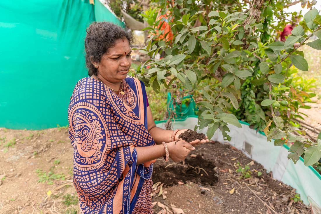 cow dung fertilizer0